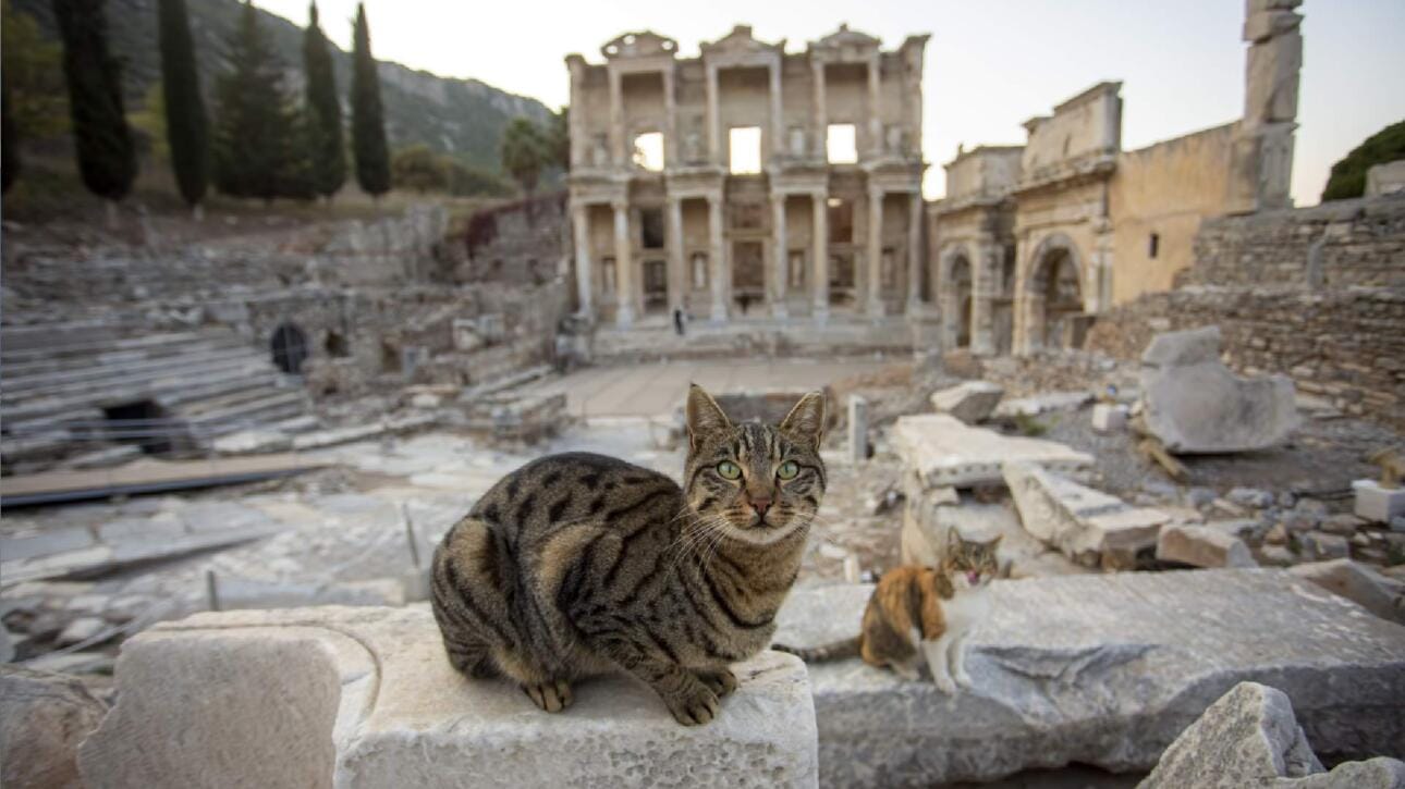 alfa heal izmirde saglik turizmin avantajlari nelerdir galeri 3